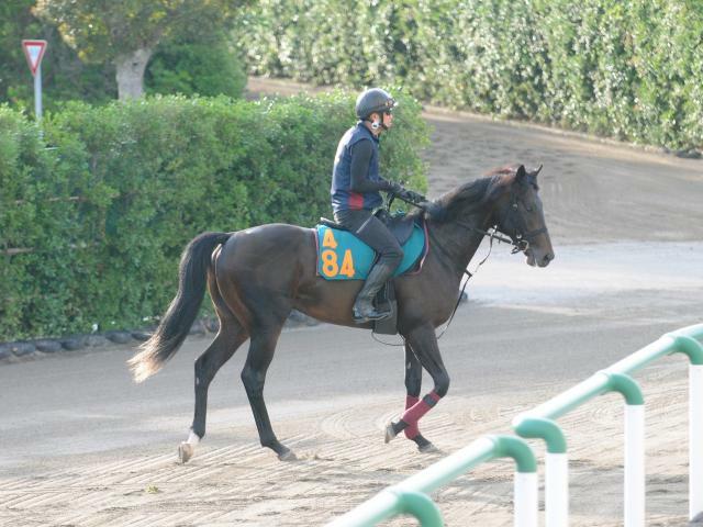 今週デビュー予定のヴィンセンシオ(撮影：竹之内元)