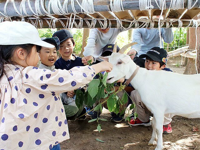 ヤギに敷地内で採取した草を与える子どもたち