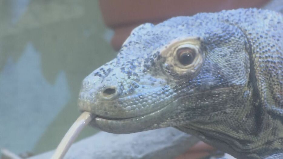 一般公開されたコモドドラゴン 名古屋市千種区の東山動植物園