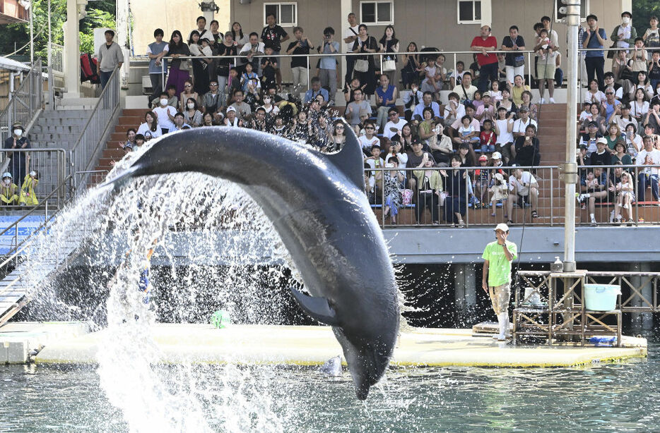 イルカショーを楽しむ多くの来場者＝11日午後、沼津市の伊豆・三津シーパラダイス