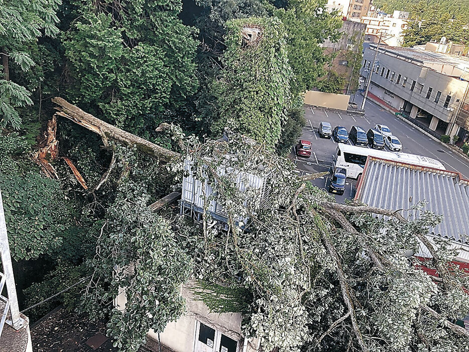 折れて倒れ、ホテルの変電室や店舗を直撃した大木＝小松市粟津町