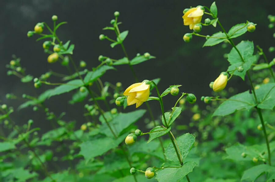 六甲高山植物園で見頃の「キレンゲショウマ」