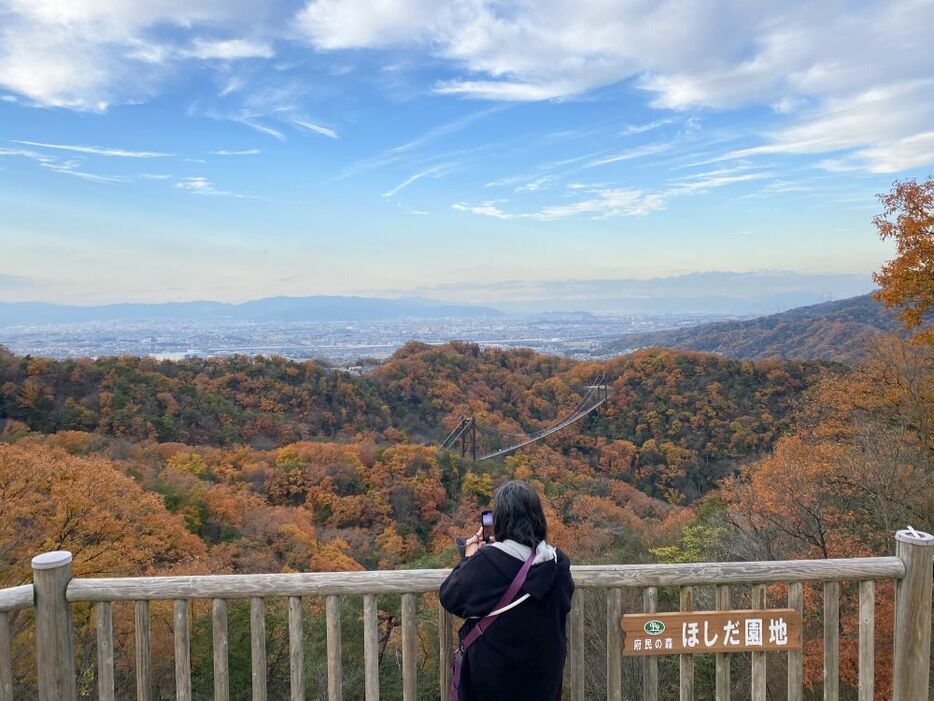 大阪府交野市の大阪府民の森「ほしだ園地」にあるつり橋「星のブランコ」付近の紅葉が見ごろを迎え、9日も訪れた人たちの目を楽しませている。展望台からは青空と紅葉、枚方～京都方面が見える＝9日午後3時50分ごろ、大阪府交野市で