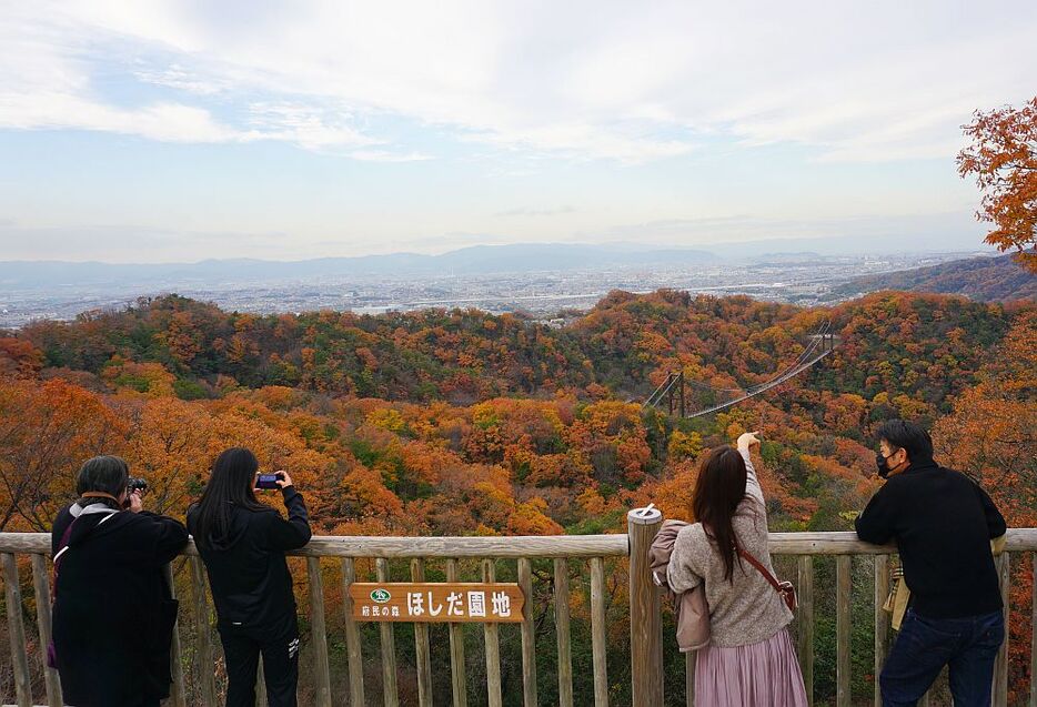 [写真]府民の森ほしだ園地の展望台から、色鮮やかに染まった大吊り橋「星のブランコ」付近を望む＝9日午後3時10分ごろ、大阪府交野市で