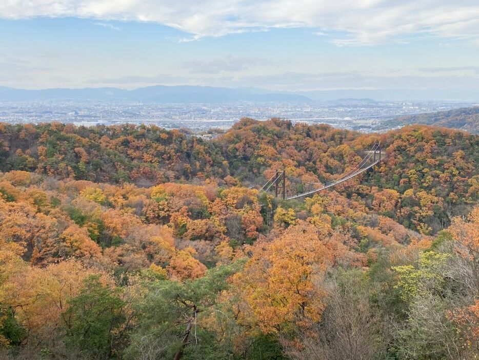 展望台から眺める街と紅葉した山々の風景