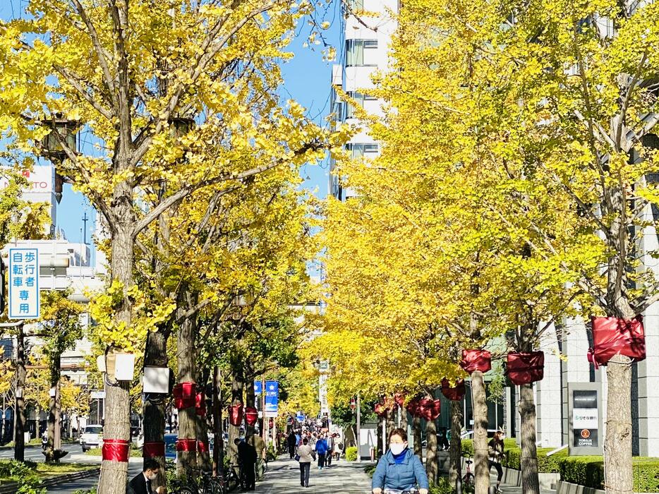 ［写真］黄色に染まった大阪の御堂筋＝2日午後12時20分ごろ、大阪市中央区で