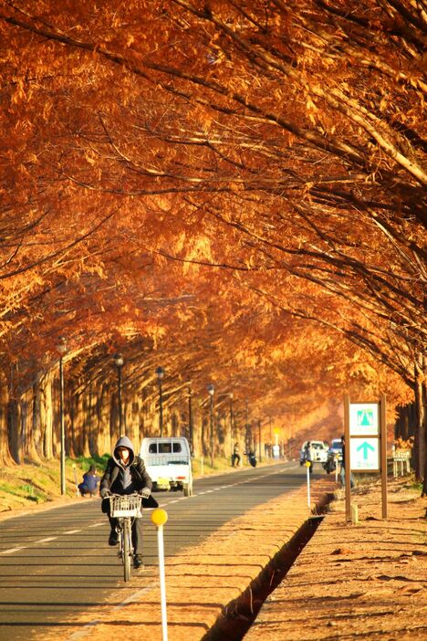 [写真]真っ赤に染まったメタセコイア並木。通学中の高校生らも、気温が低い中、自転車で並木道を走っていた＝7日午前7時半ごろ、滋賀県高島市マキノ町で