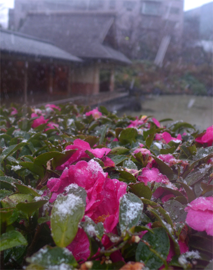 [写真]公園の椿に雪が軽く積もり、白と赤の綺麗なコントラストを作った（東京都港区の檜町公園）