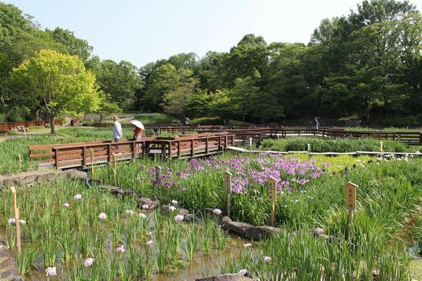 [写真]見ごろをむかえたハナショウブ＝大阪府枚方市の山田池公園で