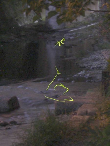 [写真]川の上を優雅に舞うホタルの姿が見られる（約30秒露光）＝大阪府阪南市のJR山中渓駅近くで
