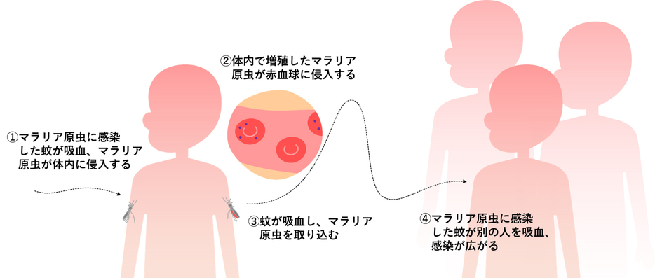 [図1]マラリアは蚊を通して感染が広がる