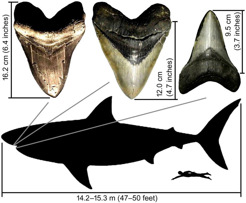 「メガロドン」の大きな歯の化石。歯のサイズをもとにDr. Shimadaは体の大きさの科学的な推察を行った。ヒトのイラストはサメの大まかなサイズを表す（写真提供：Dr. Kenshu Shimada）