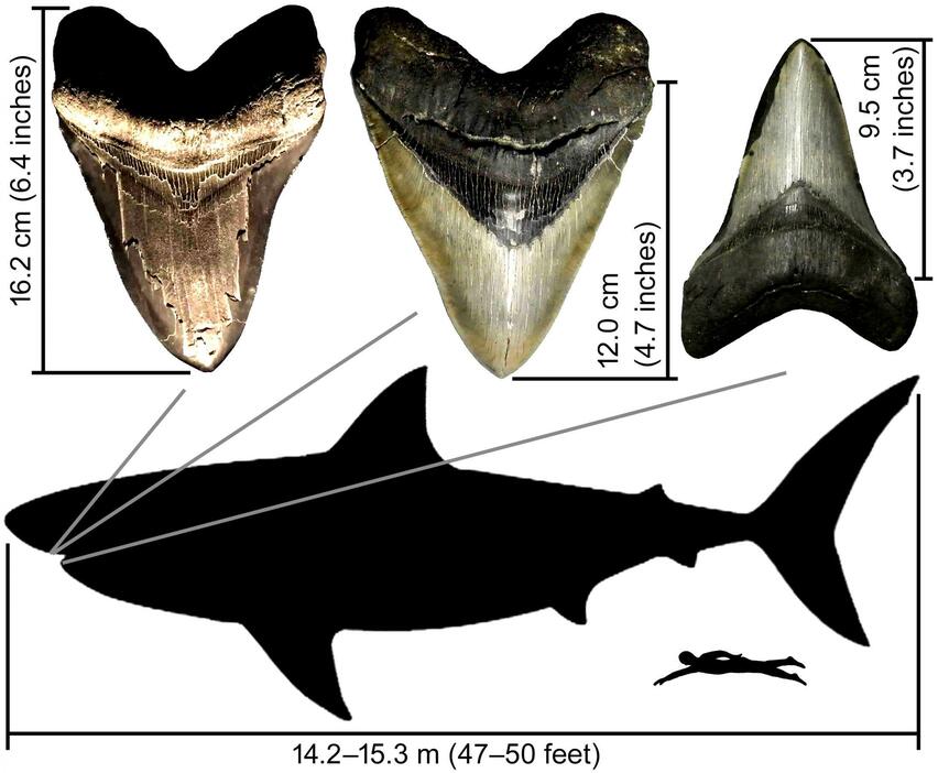 太古の超巨大サメ「メガロドン」の謎に迫る 日本出身の研究者「Dr 