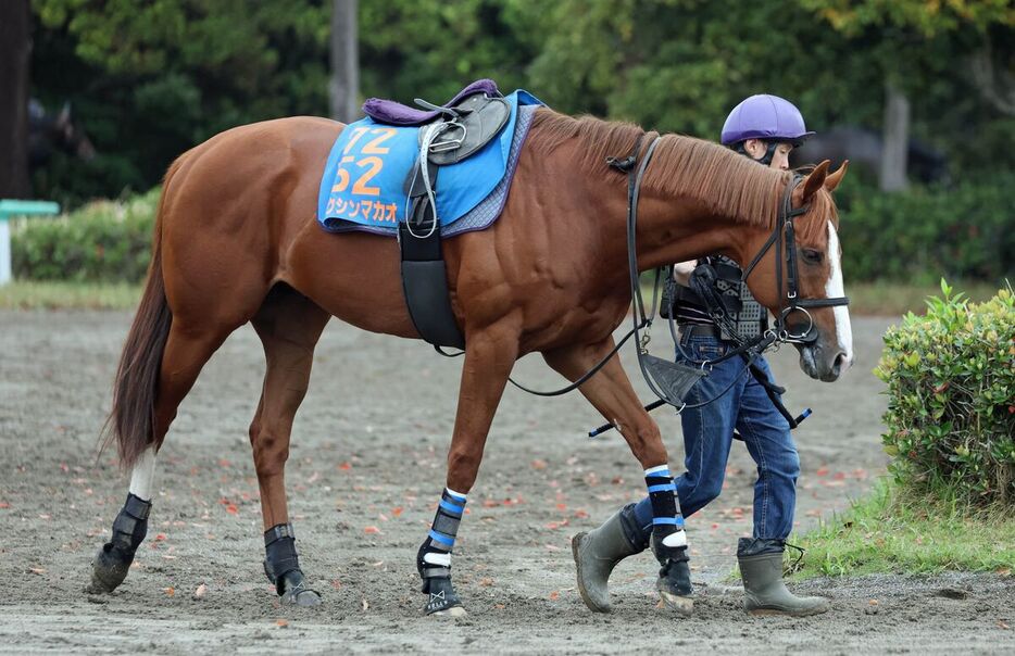土曜東京競馬場の注目激走馬…東京11R京王杯スプリングカップ