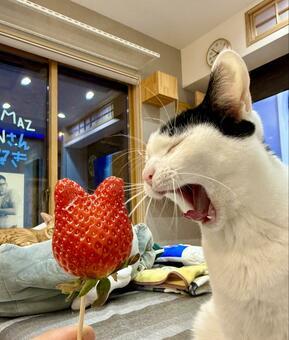 話題】珍しい「猫型のイチゴ」と猫ちゃん！大きく開けたお口から