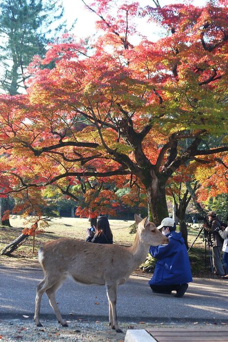 [写真]朝日を浴び色を増す木々の紅葉を撮る人たちとシカ＝13日午前9時半ごろ、奈良公園で