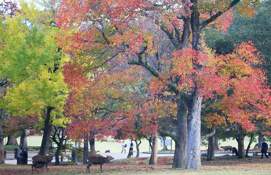 [写真]色鮮やかな紅葉の下でひと休みするシカたち＝13日午前9時10分ごろ、奈良公園で