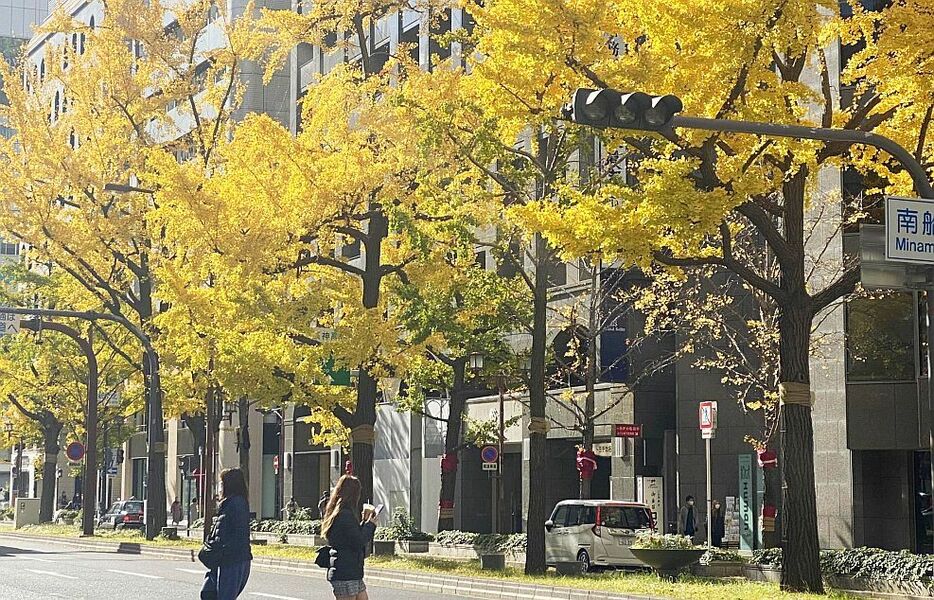 [写真]黄色に染まる御堂筋のイチョウ＝27日午前11時ごろ、大阪市中央区で