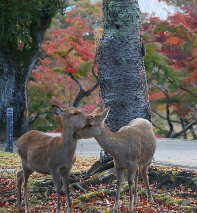 たわむれるシカたち。紅葉も楽しんでる？