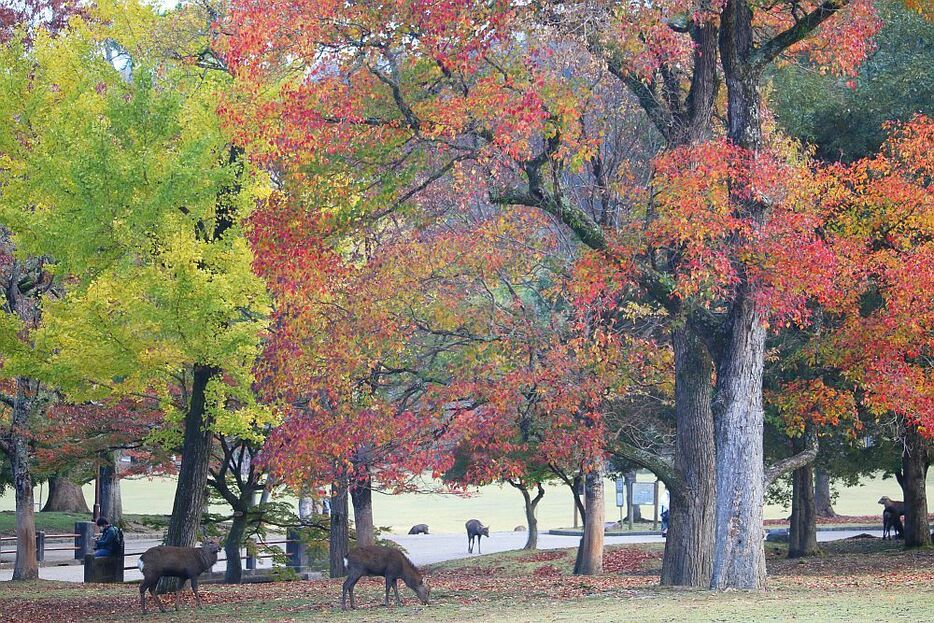 紅葉が進む奈良公園