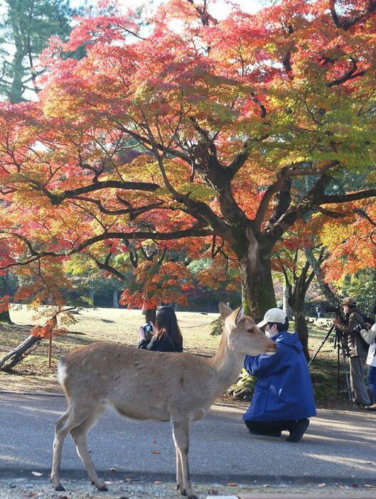 紅葉を撮る人たちとシカ