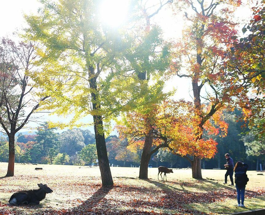 朝日を浴びて紅葉も鮮やかに。シカも休憩しながら眺める？