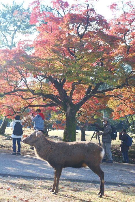 紅葉を撮影するカメラマンとシカ