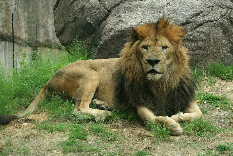 メーカー公式ショップ 豆もやし動物園 THE KING 獅王（ライオン 