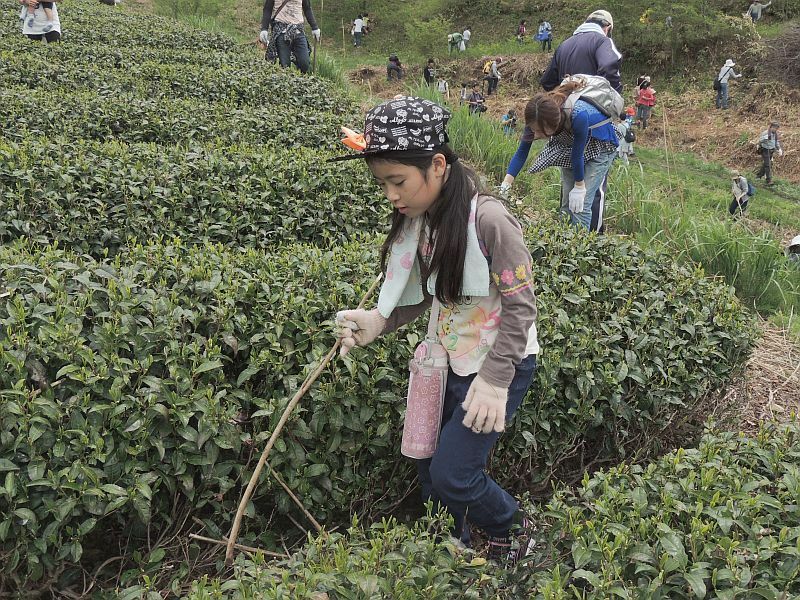 [写真]つちのこ捜索で茶畑などに駆け出す参加者ら（3日撮影、東白川村提供）