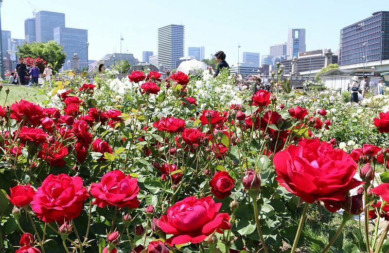 [写真]約310品種、3700株ものバラが咲く中之島公園バラ園=12日午後1時半ごろ、大阪市北区で