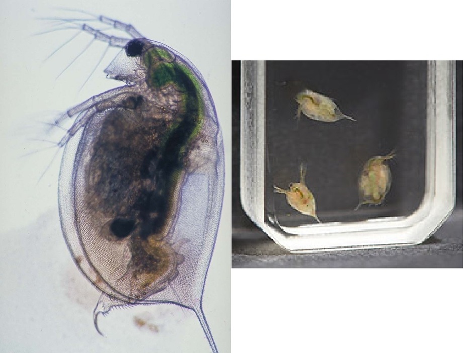 日本のミジンコの約10倍の大きさのアメリカ産オオミジンコ（写真提供：国立環境研究所）