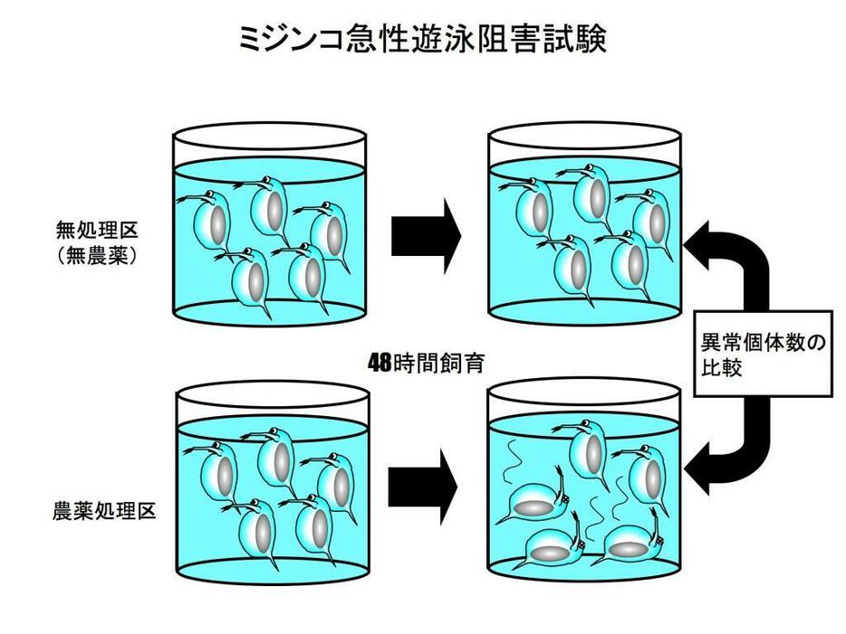 オミジンコの農薬による毒性試験　ビーカーの中に決まった数のオオミジンコ幼体を入れて、試験水中の農薬濃度を変えて、濃度ごとの影響個体をカウントし、影響が出る濃度を特定する