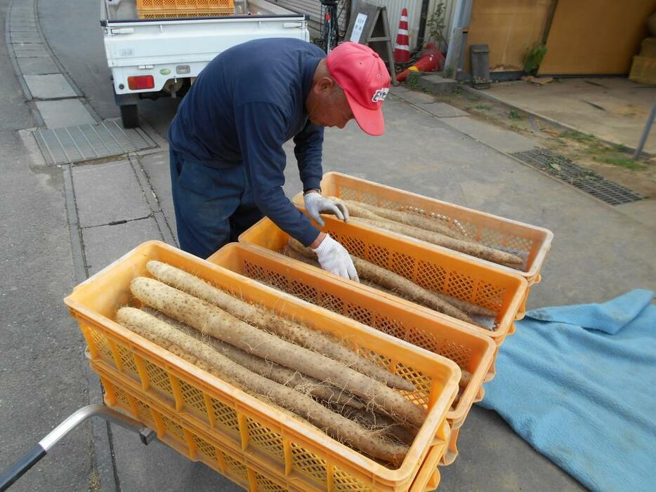 [写真]おいしい産物も豊富（長野市松代の長芋）