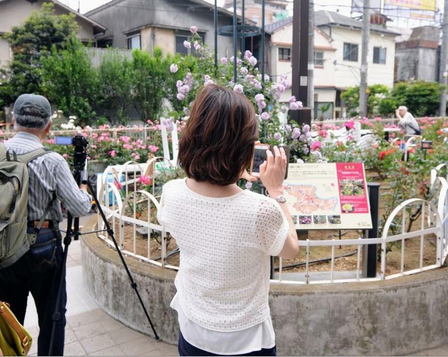 [写真]沿線のバラを写真に収めようと、カメラを取り出す人もあちこちで見られた