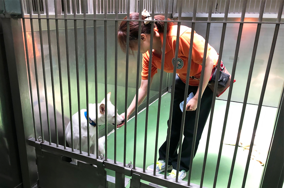 名古屋市動物愛護センターで保護犬におやつをあげる愛護企画係長の島崎亜紀さん。重い病気の犬や極端に気性が荒い犬は譲渡が難しいため、センターで長期間保護することになる