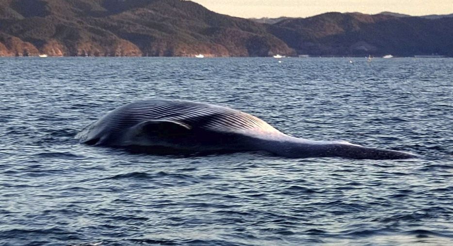 宮城県石巻市の沖合に浮かぶクジラの死骸＝15日午前（提供写真）