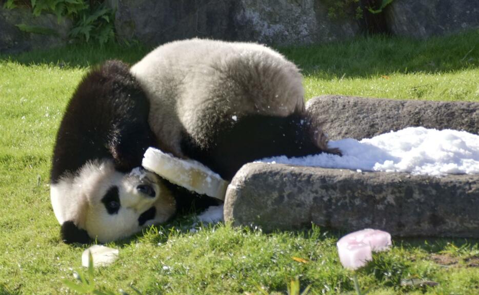 3歳の誕生日を迎え、プレゼントされた氷で遊ぶジャイアントパンダの楓浜＝22日午前、和歌山県白浜町のアドベンチャーワールド