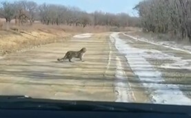 目撃されたアムールヒョウ（25日・ロシア国立公園「ヒョウの郷」）