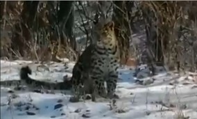 目撃されたアムールヒョウ（25日・ロシア国立公園「ヒョウの郷」）