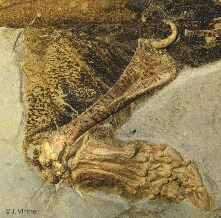イメージ2．プシッタコサウルスの標本の拡大写真。後ろ脚の付け根の部分。大腿骨の長さ＝約10cm（写真提供：Jakob Vinther）