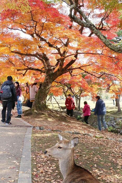 [写真]紅葉が進む奈良公園。シカも思わず見上げてうっとり？=17日午後、奈良公園で