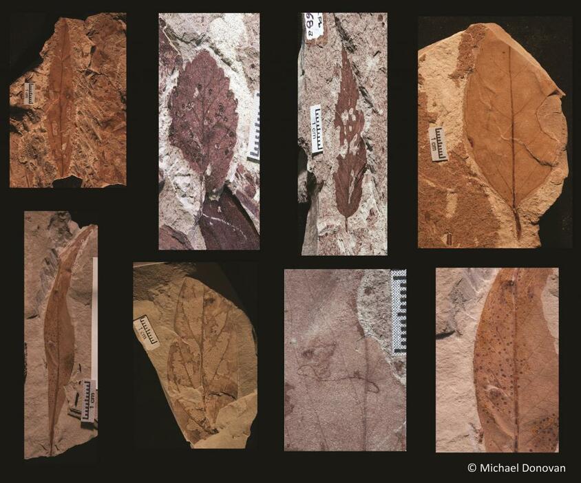 Image1．白亜紀末期と新生代初期の南米産植物化石。（写真提供：MichaelDonovan）
