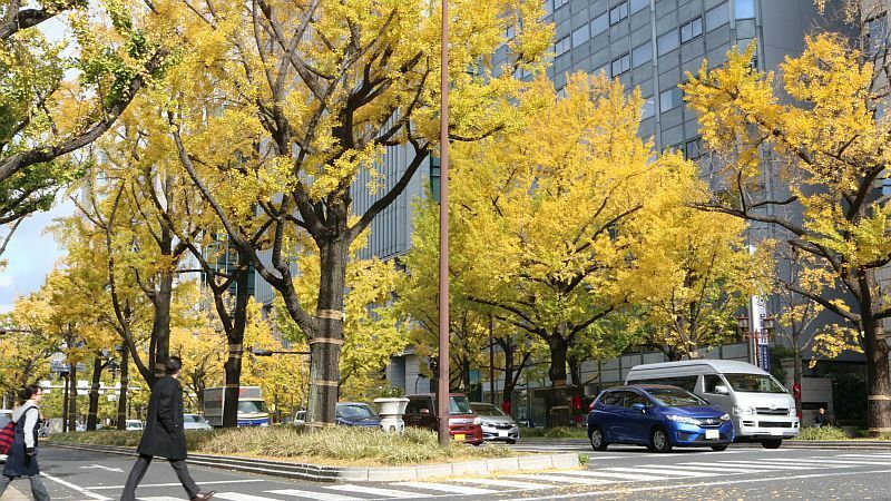 [写真]日光をあびて黄色が増す御堂筋のイチョウ並木＝29日午後、大阪市中央区で