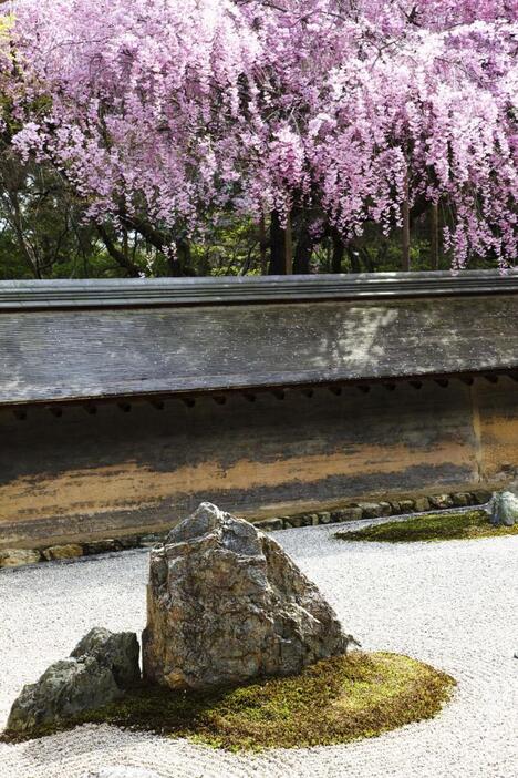 龍安寺の石庭から臨むしだれ桜（写真提供：アフロ）