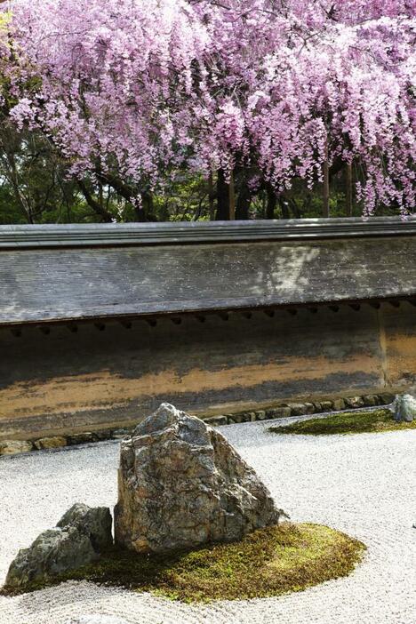 龍安寺の石庭から臨むしだれ桜（写真提供：アフロ）