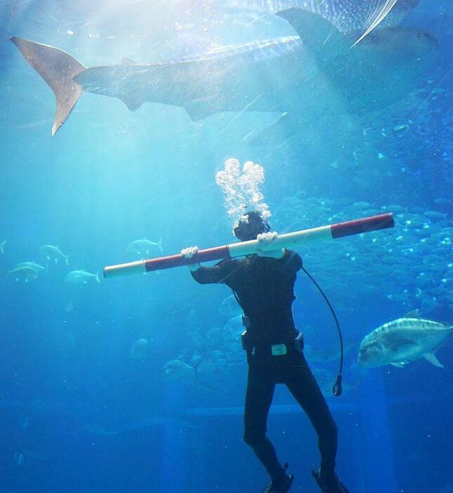 [写真]海遊館の水槽では、ダイバーが1.5メートルの棒を持ちジンベイザメの大きさを計測。後にパソコン画像で比較して計測する＝1日午前、大阪市港区で