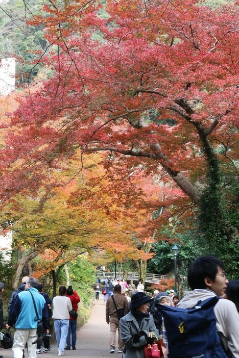 [写真]阪急箕面駅から箕面大滝までの滝道も紅葉が見ごろだ