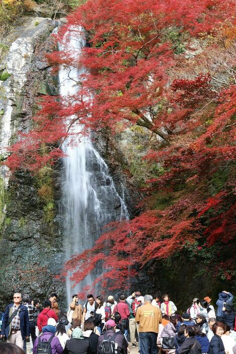 [写真]紅葉と箕面大滝の「競演」がみられる＝26日午後1時半ごろ、大阪府箕面市で