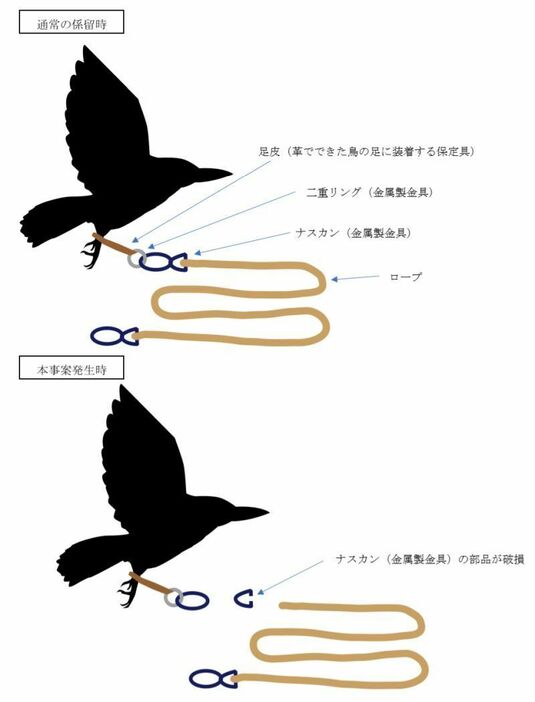 [図]天王寺動物園が発表したカワセミ係留時の説明図