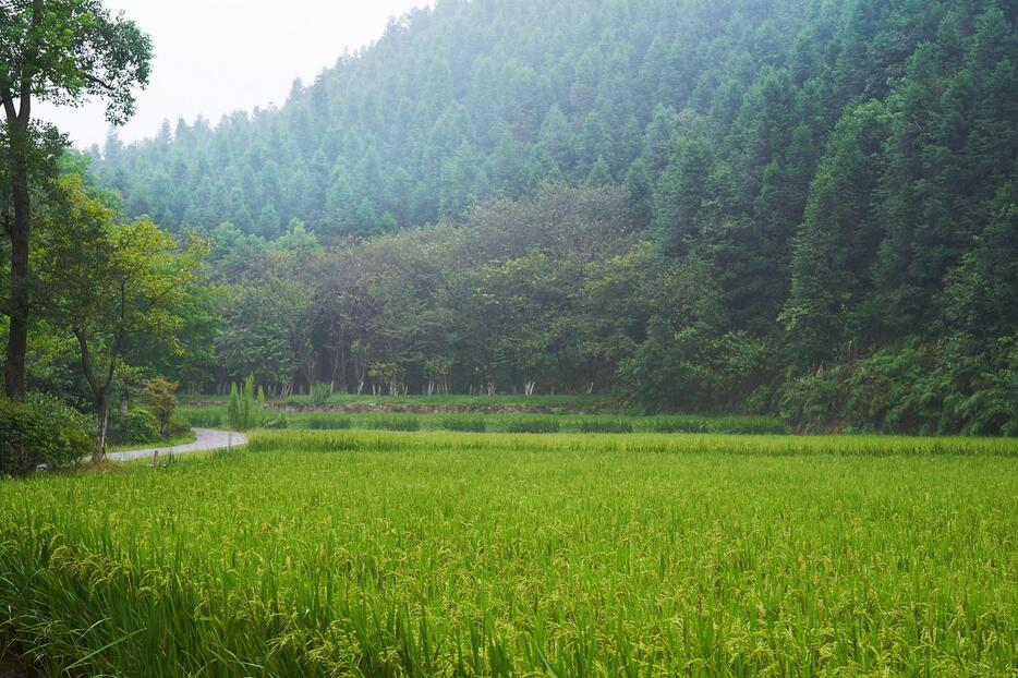 3.7キロメートルにわたって延びる渓谷の村には陶淵明が著した「桃花源記」にでてくる農村が再現されている。桃花洞の洞窟を抜けると山間の田園風景、小川、池が続く。 桃花源　秦谷（2019年8月撮影）